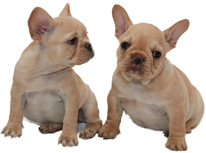 French Quarters - The French Bulldog is a loving and ...